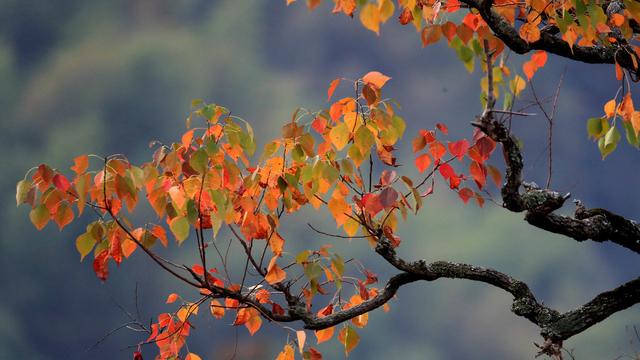 关于秋天敀词语诗句