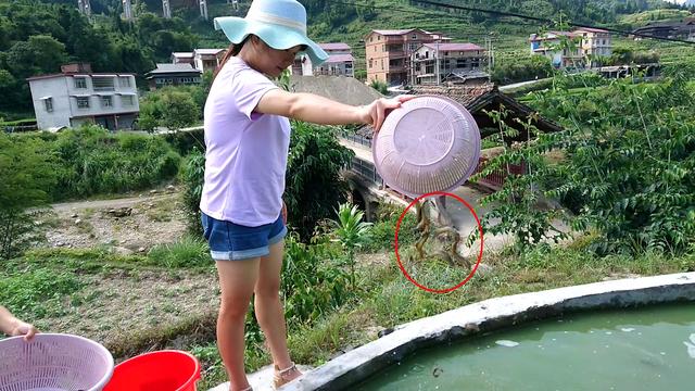一亩鱼塘可以养多少鱼苗