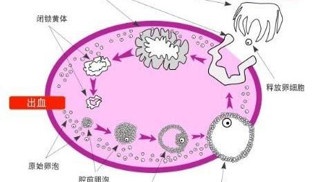 执业兽医考试科目有哪些