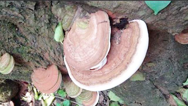 灵芝菌怎么吃