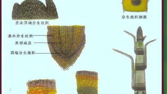 比较双子叶植物茎的的初生结构和次生结构
