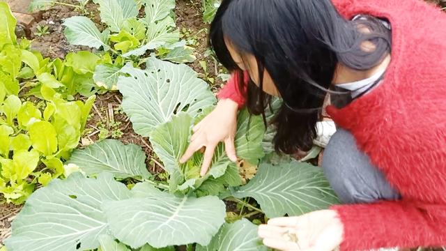 菜上长虫子怎么办