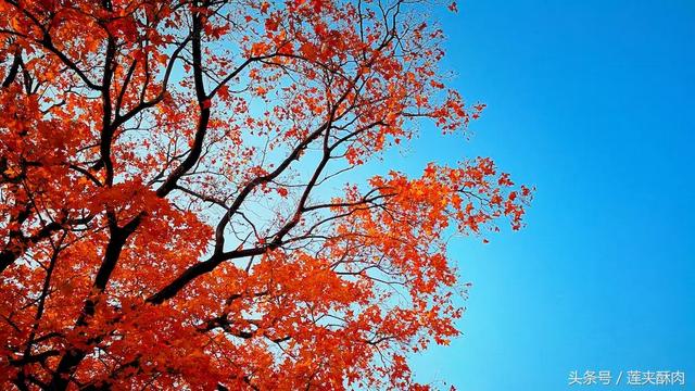 枫树叶一年四季分别是什么颜色