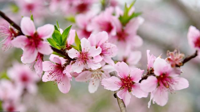 桃花风水：红鸾桃花是什么意思