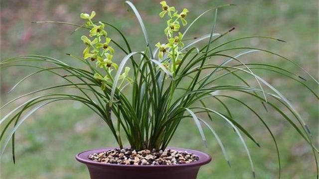 兰花要多久才能施肥