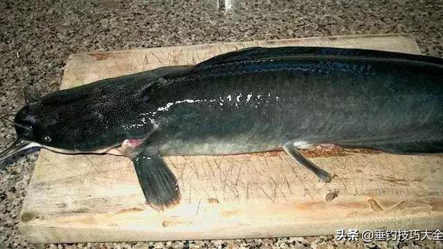 鱼肉有柴油味怎么办啊