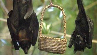 如果家里飞进蝙蝠被打死了会有什么征兆吗
