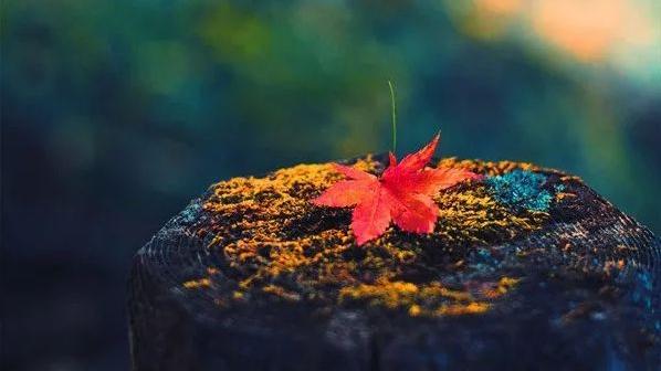 关于秋天落叶的诗句