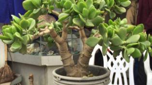 室内养什么花最好旺财十种旺财植物介绍