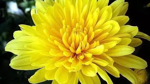 關于菊花品質的詩