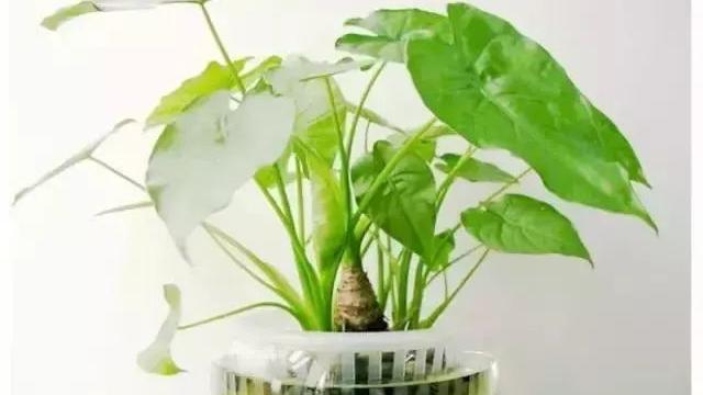 室内风水植物化煞怎么看植物怎么选择