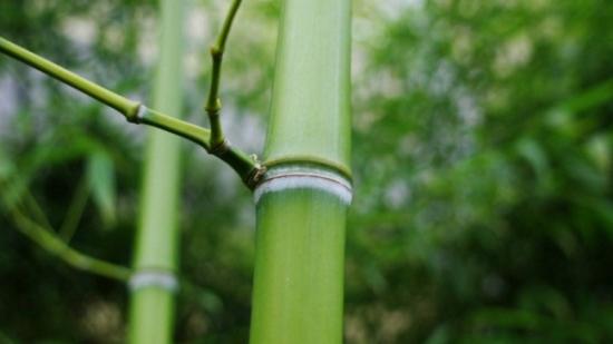 按风水说法属龙属蛇不宜栽种竹子吗