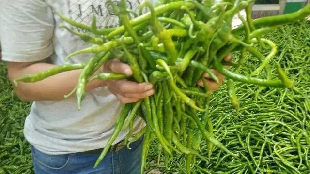 青椒烂果是什么病