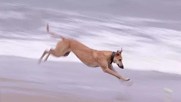 格力犬什么色的好