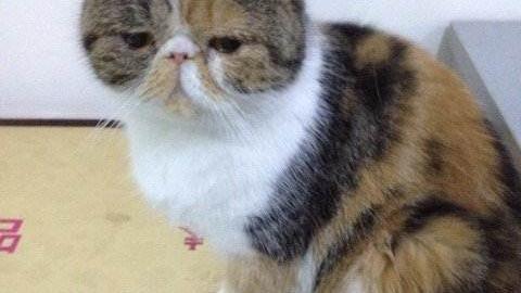 急!很急!!猫咪到新家不适应怎么办