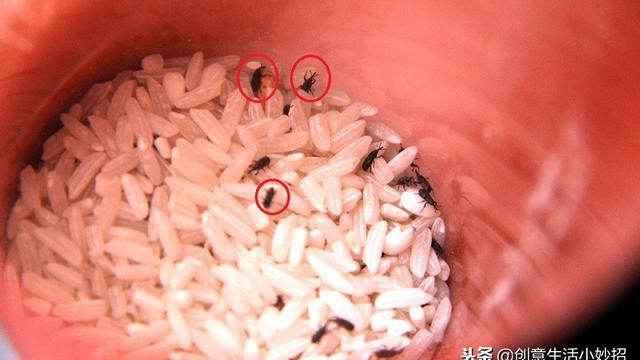 想储存大量的大米有什么办法可以让大米不坏掉