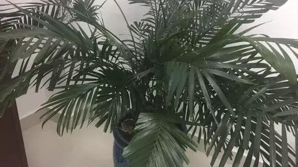 如何对盆栽植物进行养护