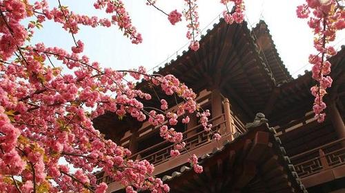 有哪些关于樱花的日本诗歌