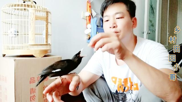 八哥怎样分辨雌雄