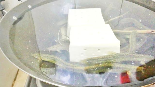 谁会做黄鳝钻豆腐这道菜请教教我