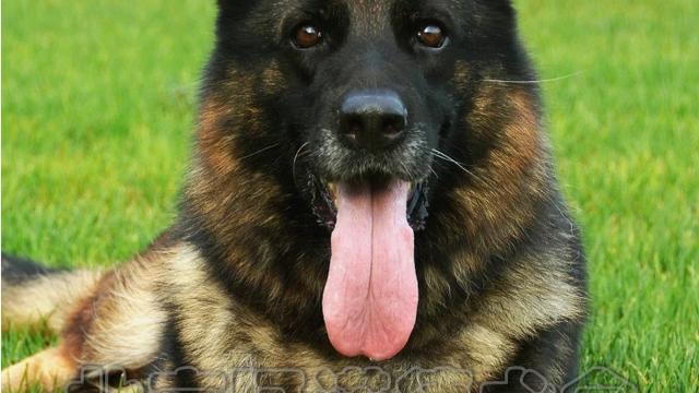 CSV德国牧羊犬俱乐部会员如何办理