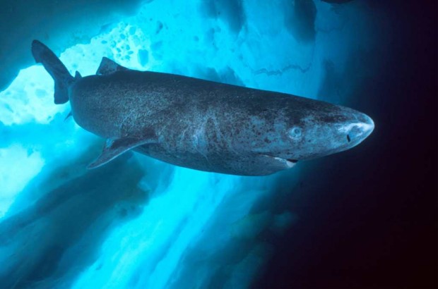 格陵兰睡鲨,格陵兰睡鲨寿命