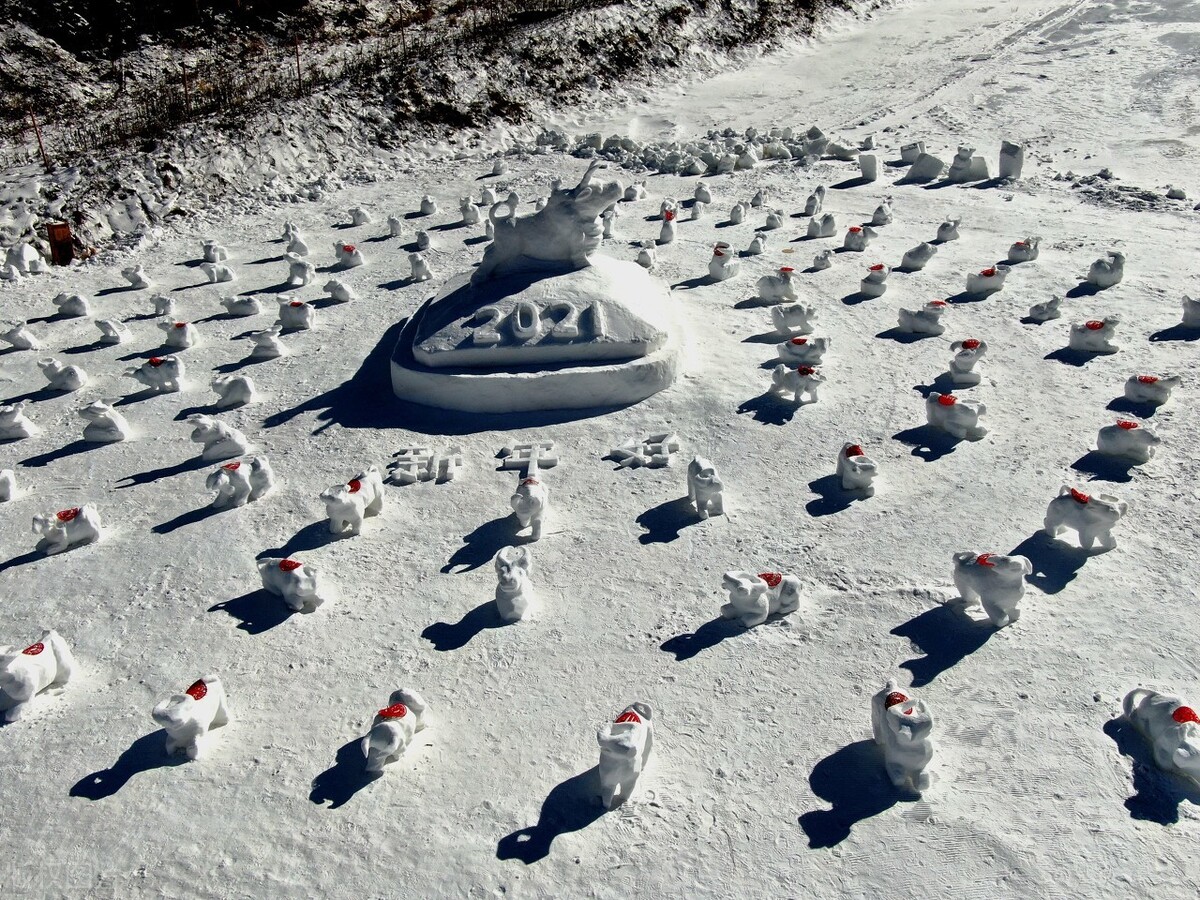 滑雪场员工堆100个雪牛迎新年真是福气满满牛转乾坤