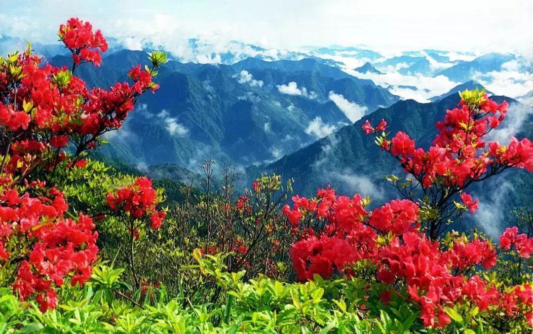 又是一年赏花时!2021全新踏春攻略,11处浪漫花海,安排上