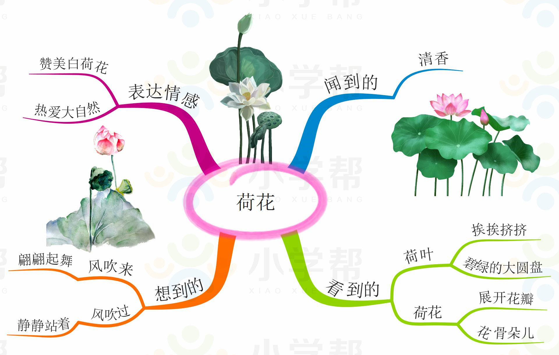 仿写荷花第二自然段写一种植物用思维导图学习语文三年级下册荷花仿写