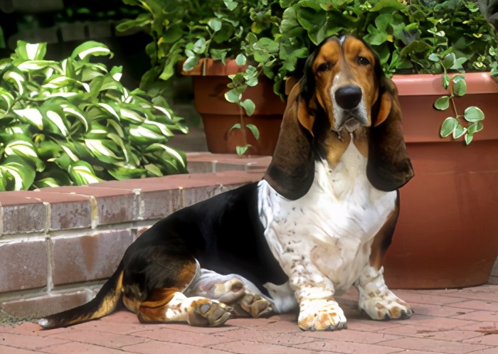 腊肠犬 dachshund迷你贝吉格里芬凡丁犬 petite basset griffonven