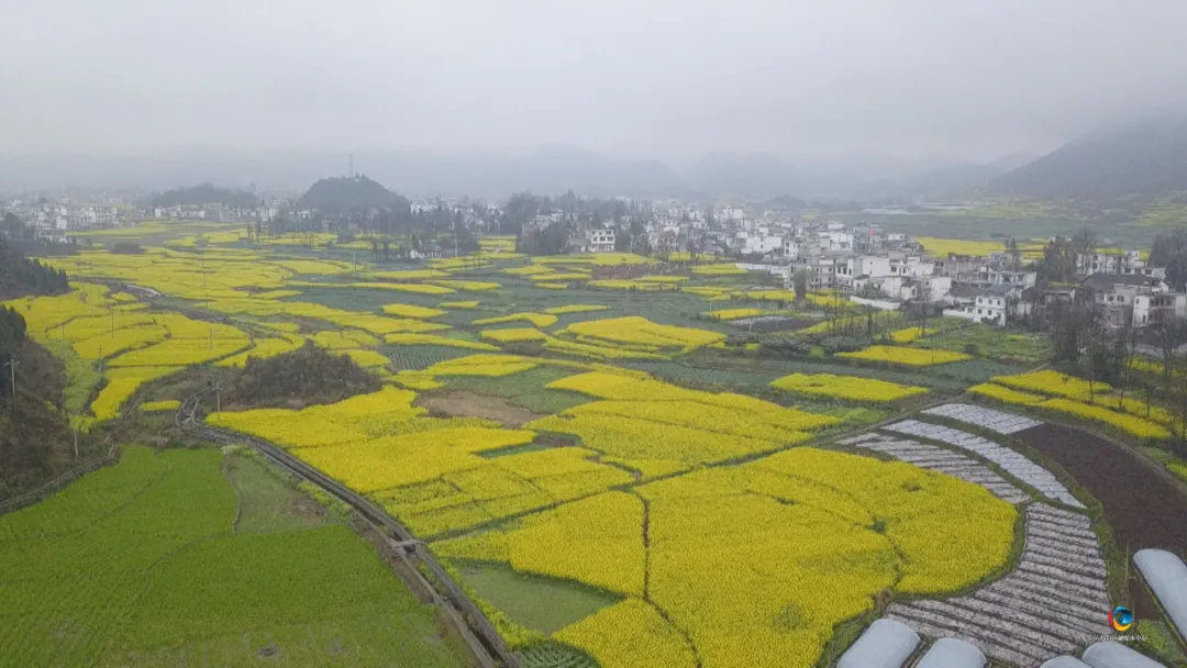 郎岱镇历来具有种植油菜的传统