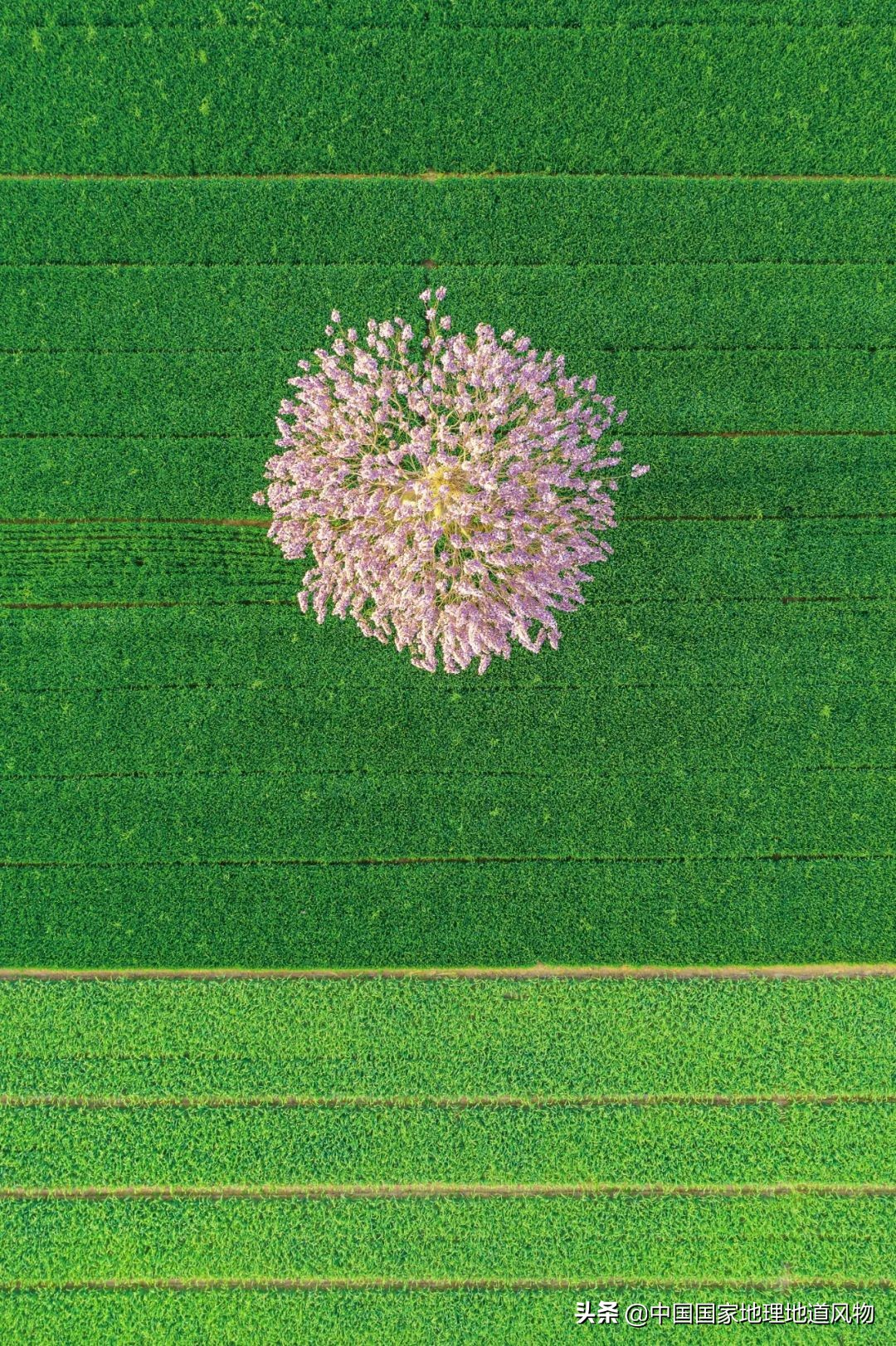 山东、河南、江苏、黑龙江…谁才是中国第一粮仓？