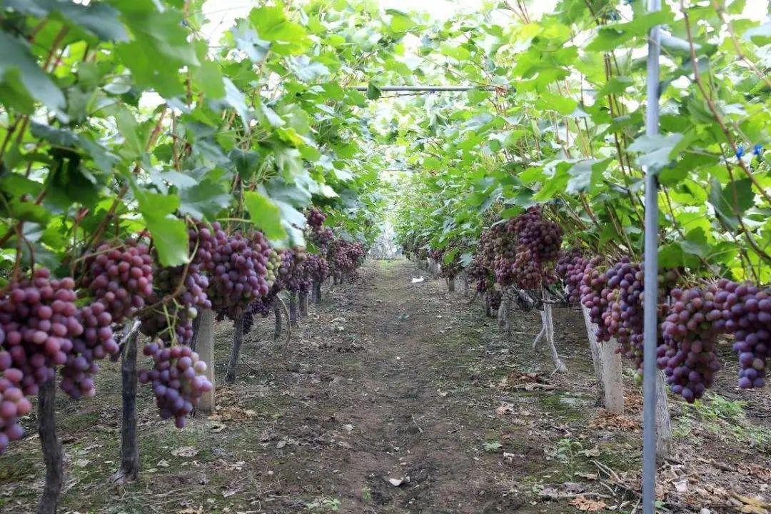 西昌某葡萄种植基地