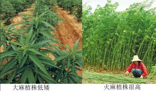 一个是在斯里兰卡,中国等地生长的火麻,是一种强韧,耐寒的一年生草本