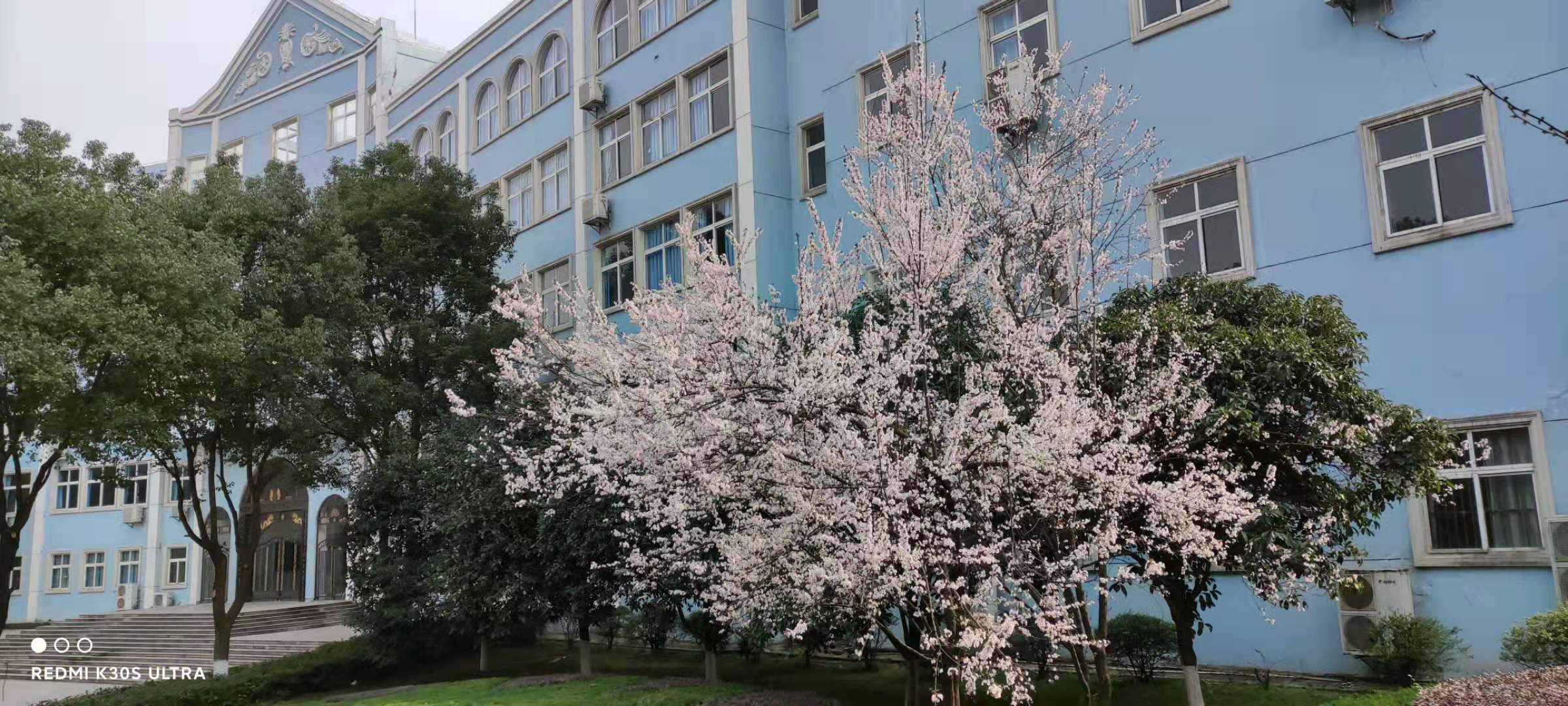 组图：武汉这所大学校园成“花的海洋”各类鲜花竞相开放