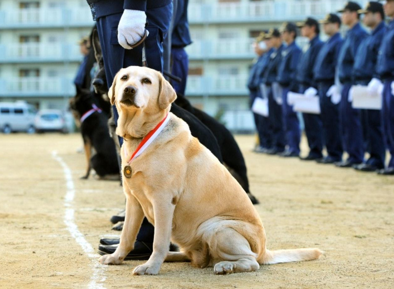 大型犬品种大全及名称狗狗的种类图片及名称