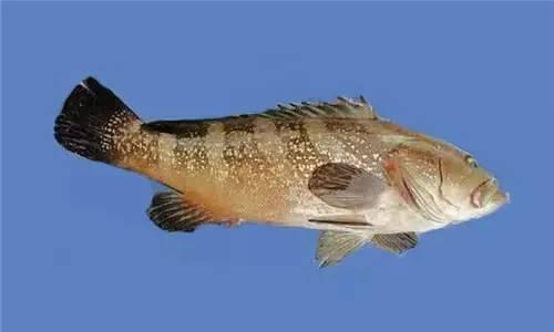 今日石斑鱼多少种类石斑鱼观赏鱼