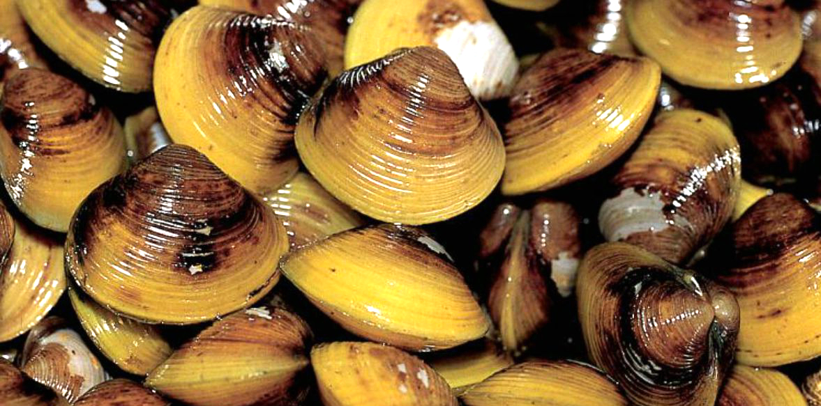 ǎn,学名corbicula fluminea,又名亚洲蚬,台湾蚬,俗称蚬,黄蚬,蝲là仔