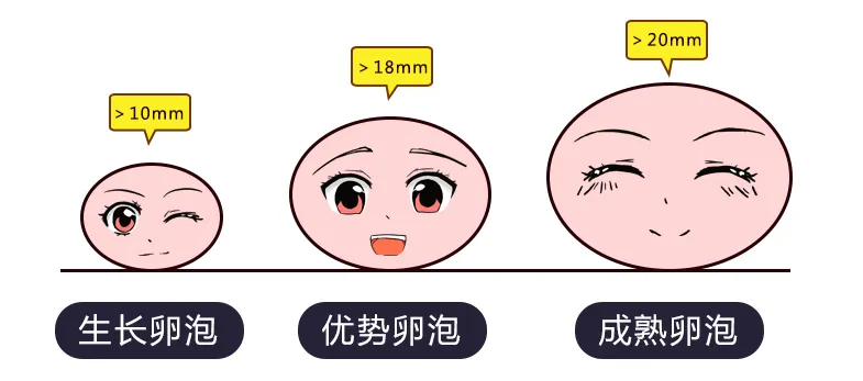 卵泡发育不好的表现和原因