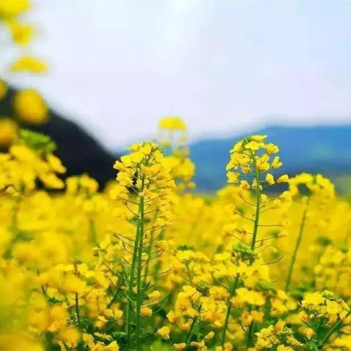 又是一年赏花时!2021全新踏春攻略,11处浪漫花海,安排上