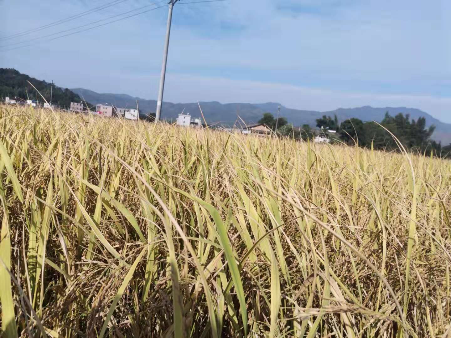 我的乡愁,回不去的农村