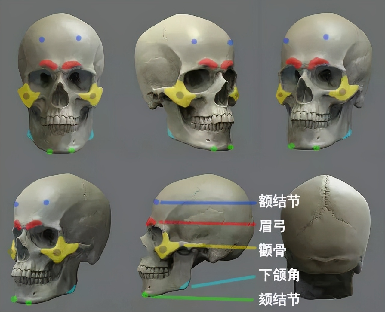 这些骨点是人像中最关键的结构点,也是最鼓的地方,如图片中标示的区域