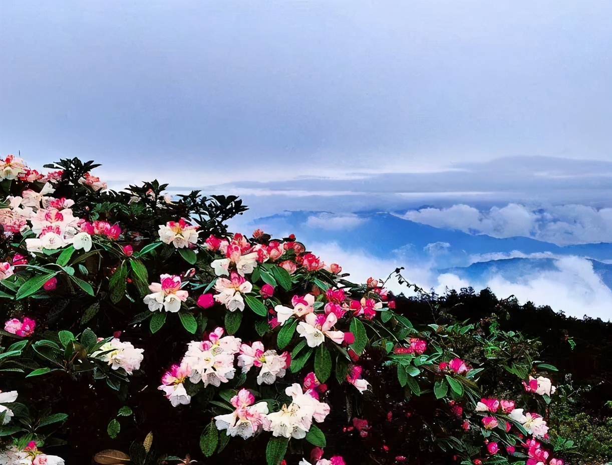 又是一年赏花时!2021全新踏春攻略,11处浪漫花海,安排上