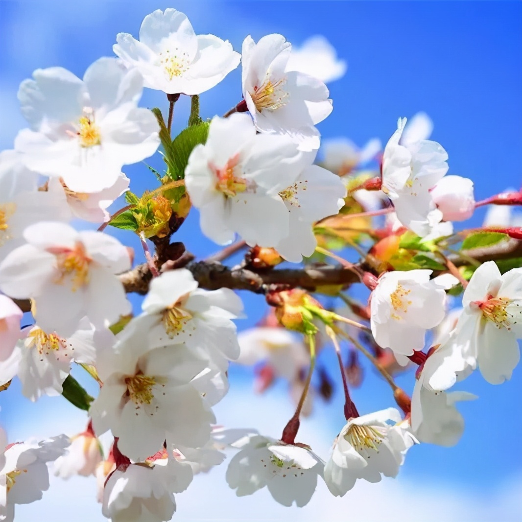 又是一年赏花时!2021全新踏春攻略,11处浪漫花海,安排上