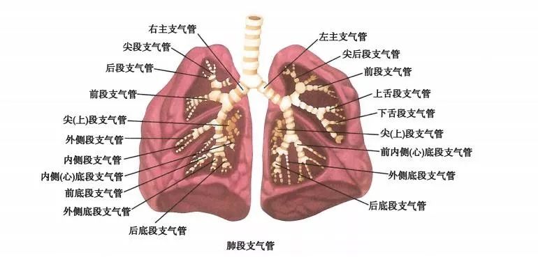 人体器官分位图肺