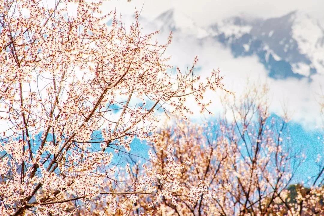 又是一年赏花时!2021全新踏春攻略,11处浪漫花海,安排上