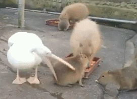 帣ͼƷϵ 赸ôϸ