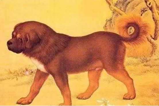 狗、狗肉、狂犬病与人类