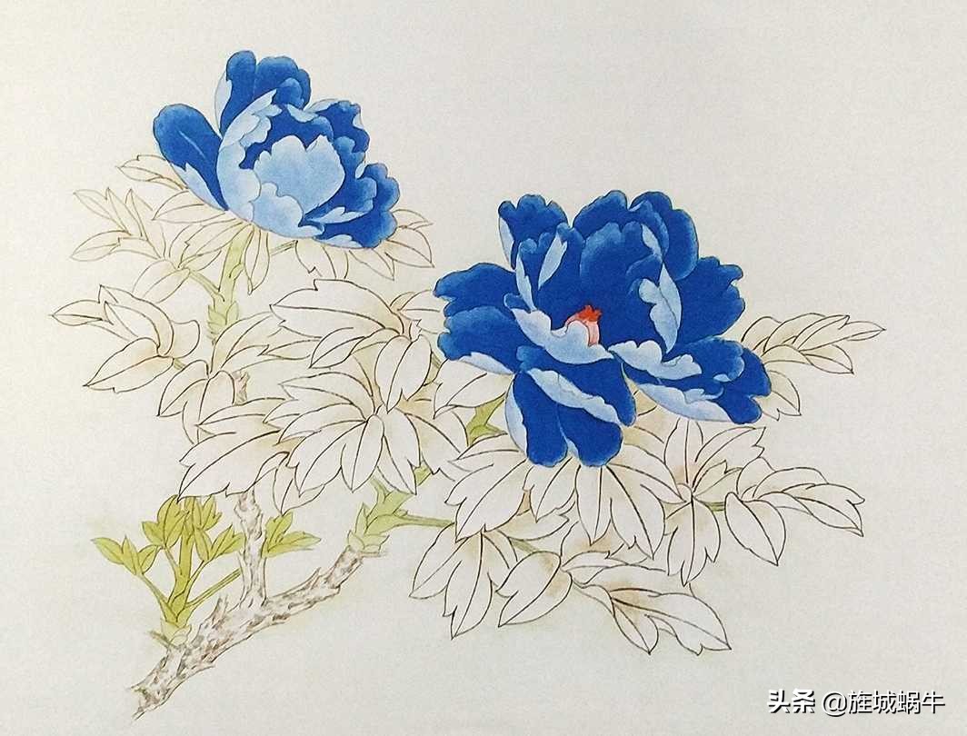 国画基础讲堂|工笔画"石青牡丹"的染色过程