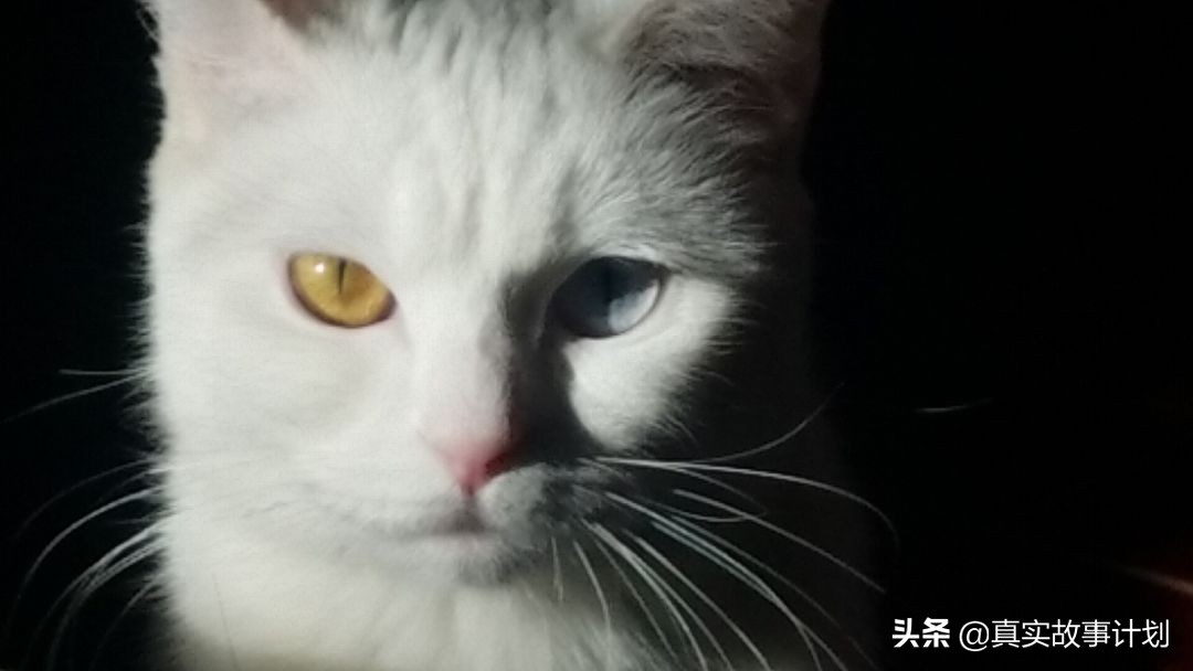 负债养猫的北漂：男友和被子换了又换